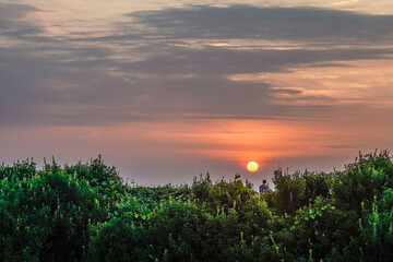 looking far away from the sunset amidst the trees with a beautiful orange sky along with empty space for advertising.