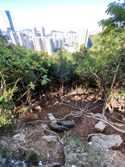 Urban Boars Revel in Muddy Delight Amidst Cityscape Contrast, Hong Kong