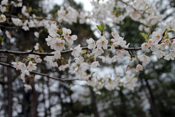 Fototapeta premium Blooming flowers of sacura (Japanese cherry) on branches