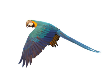 Colorful flying Blue and Gold Macaw parrot isolated on transparent background png file