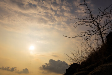 Dry Tree silhouette at sunset time Rawai beach Phuket Thailand