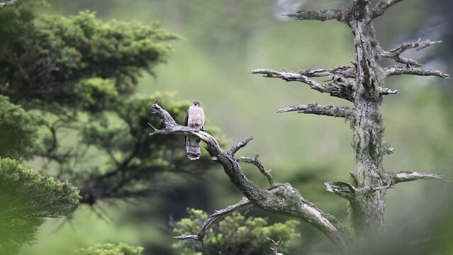 The northern hawk-cuckoo, rufous hawk-cuckoo, or Horsfield's hawk-cuckoo (Hierococcyx hyperythrus) in Japan