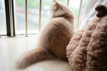 The yellow British longhair cat looked at the birds singing outside the window, with a little...