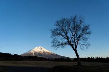 朝霧高原から見た冬の富士山
