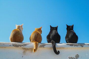 animals by ai // four cats in different colors sitting on the edge, back view, old white wall, blue sky background, photorealistic // ai-generated 