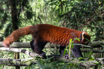 Red panda, Panda Valley, Chengdu, Sichuan province, China