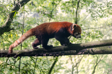 Red panda, Panda Valley, Chengdu, Sichuan province, China