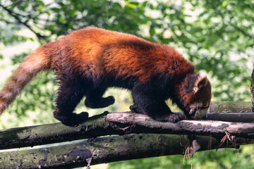 Red panda, Panda Valley, Chengdu, Sichuan province, China