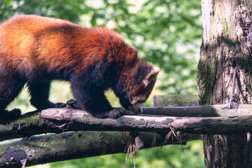 Red panda, Panda Valley, Chengdu, Sichuan province, China