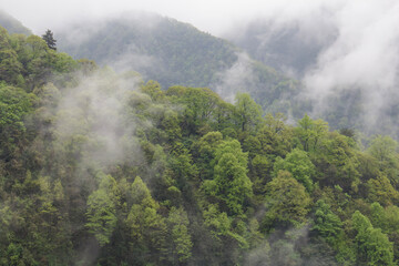 fog in the mountains. misty morning in the mountains