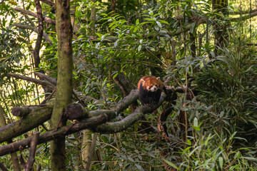 Red panda, Panda Valley, Chengdu, Sichuan province, China