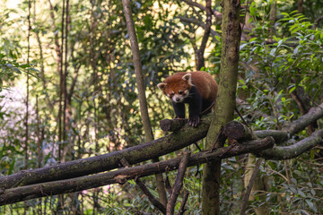 Red panda, Panda Valley, Chengdu, Sichuan province, China