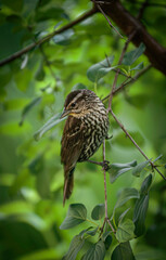 Brown Thrasher Bird in tree surrounded by greenery 