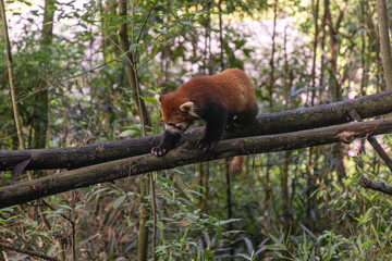 Red panda, Panda Valley, Chengdu, Sichuan province, China