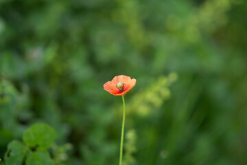 一輪のポプラの花
