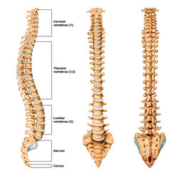 Spine Anatomy Medical illustration With Label  - obrazy, fototapety, plakaty