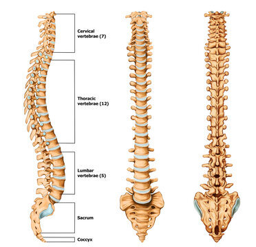 Spine Anatomy Medical illustration With Label 
