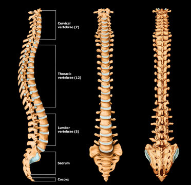 Spine Anatomy Medical illustration With Label Black background