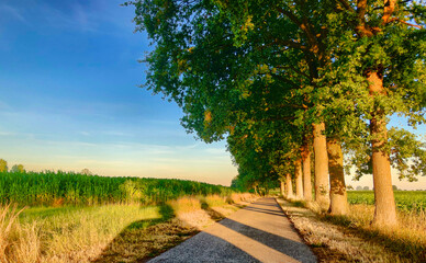 The warm glow of the setting sun bathes a tree-lined country road in soft light, casting long...