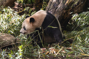 Giant panda, Panda Valley, Chengdu, Sichuan province, China