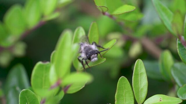 Ashy mining bee (Andrena cineraria), grey-black dusky sand bee, sitting on a leaf in a hedge, Velbert, North Rhine-Westphalia, Germany, Europe