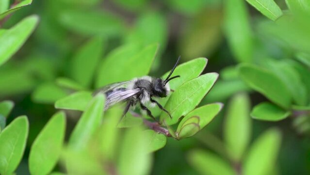 Ashy Mining Bee (Andrena cineraria), grey-black dusky sand bee, sits on leaf in hedge and flies off, Velbert, North Rhine-Westphalia, Germany, Europe