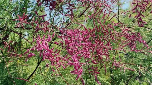 Tamarisk bush in the steppe of Kazakhstan. Tamarisk flower on a blue sky background in the desert. Pink flowers of a small-flowered tamarisk twig, swaying in the wind. 4K