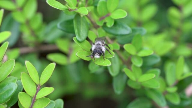 Ashy Mining Bee (Andrena cineraria), grey-black dusky sand bee, sitting on a leaf in a hedge and cleaning itself, Velbert, North Rhine-Westphalia, Germany, Europe