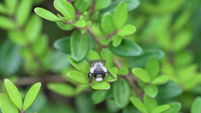 Ashy Mining Bee (Andrena cineraria), grey-black dusky sand bee, sitting on a leaf in a hedge and cleaning itself, Velbert, North Rhine-Westphalia, Germany, Europe