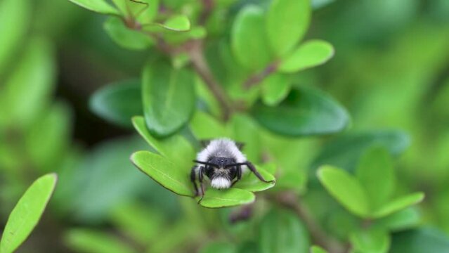 Ashy Mining Bee (Andrena cineraria), grey-black dusky sand bee, sitting on a leaf in a hedge and cleaning itself, Velbert, North Rhine-Westphalia, Germany, Europe