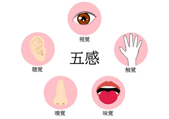 人間の感覚機能の五感