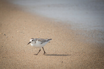 Sandpiper bird walks along beach on sand beside water