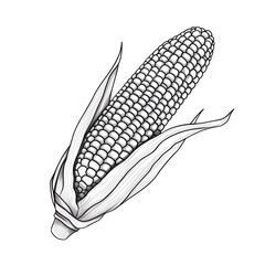 Simple handdrawn vector line drawing of corn on a white background