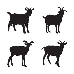 Silhouettes of Male Goats with Horns