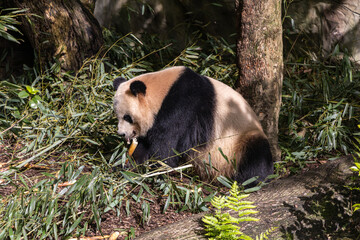 Giant panda, Panda Valley, Chengdu, Sichuan province, China
