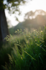 long grass plants blowing in breeze during a summer sunset