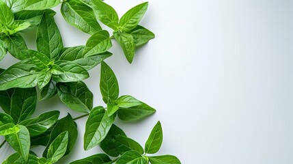 Top view of lemon verbena leaves on a clean white surface with big space for text or product advertisement background, Generative AI. - obrazy, fototapety, plakaty