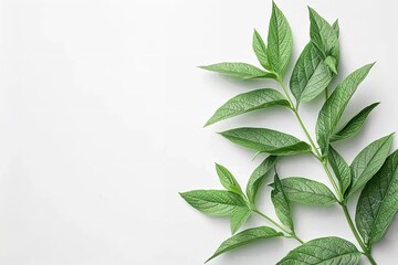 Top view of lemon verbena leaves on a clean white surface with big space for text or product advertisement background, Generative AI.