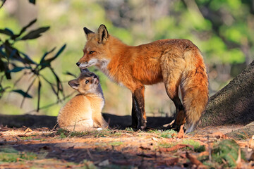 Portrait of mother red fox and her baby in the forest, Canada