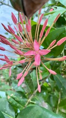 Close-up of a Pink Ixora Flower