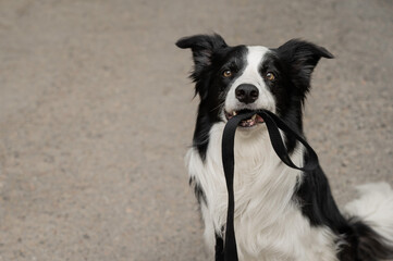 Border collie holding leash in mouth outdoors. 