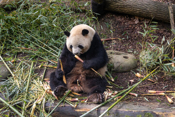 Fototapeta premium Giant panda, Panda Valley, Chengdu, Sichuan province, China