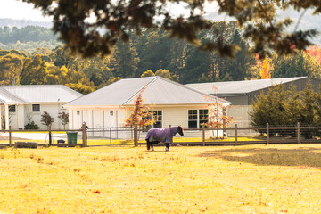 pony on the farm