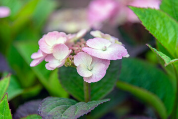 산수국 '데어데블'의 근접촬영-Close-up of Hydrangea serrata var. acuminata 'Daredevil'