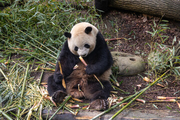 Naklejka premium Giant panda, Panda Valley, Chengdu, Sichuan province, China