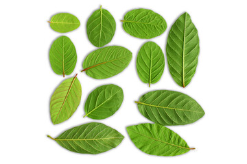green guava leaves for herbal tea isolated,cutout in transparent background,png format