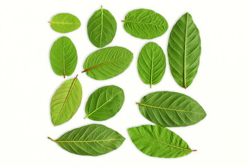 Fototapeta na wymiar green guava leaves for herbal tea isolated in white background