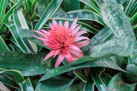 Blooming Aechmea 