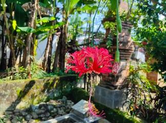 photo of hibiscus flowers growing in residential areas