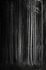 An artistic portrayal of a dense bamboo forest, with the slender stalks forming vertical lines that converge towards the top of the frame, in black and white tone